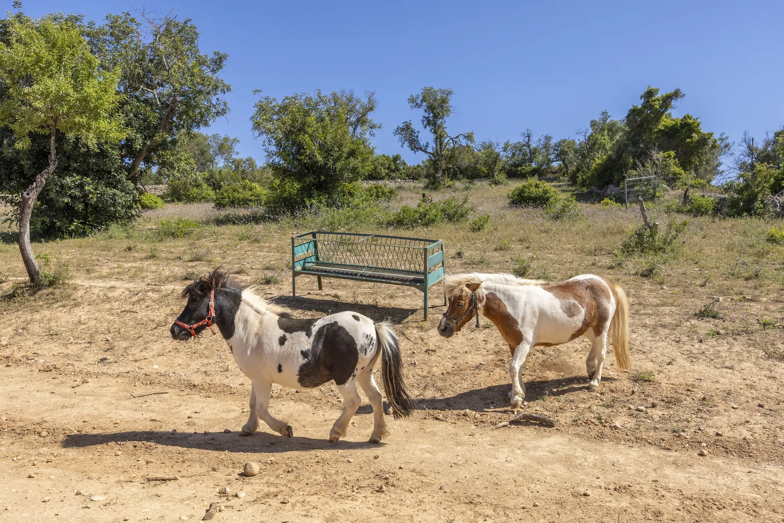 Twee minipaarden in de dierenweide